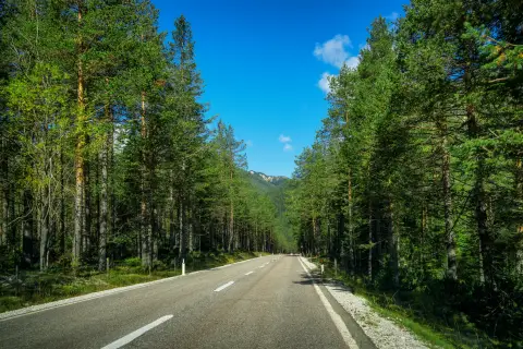 Open road stretching to the horizon through a forest